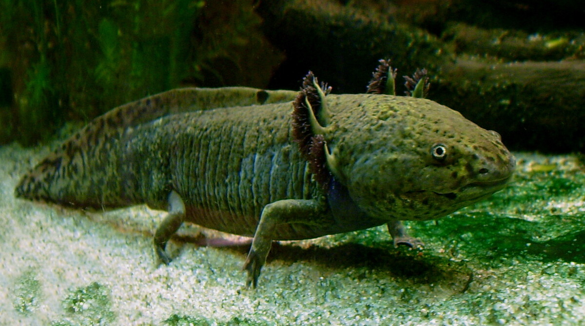 Axolotl in an aquarium