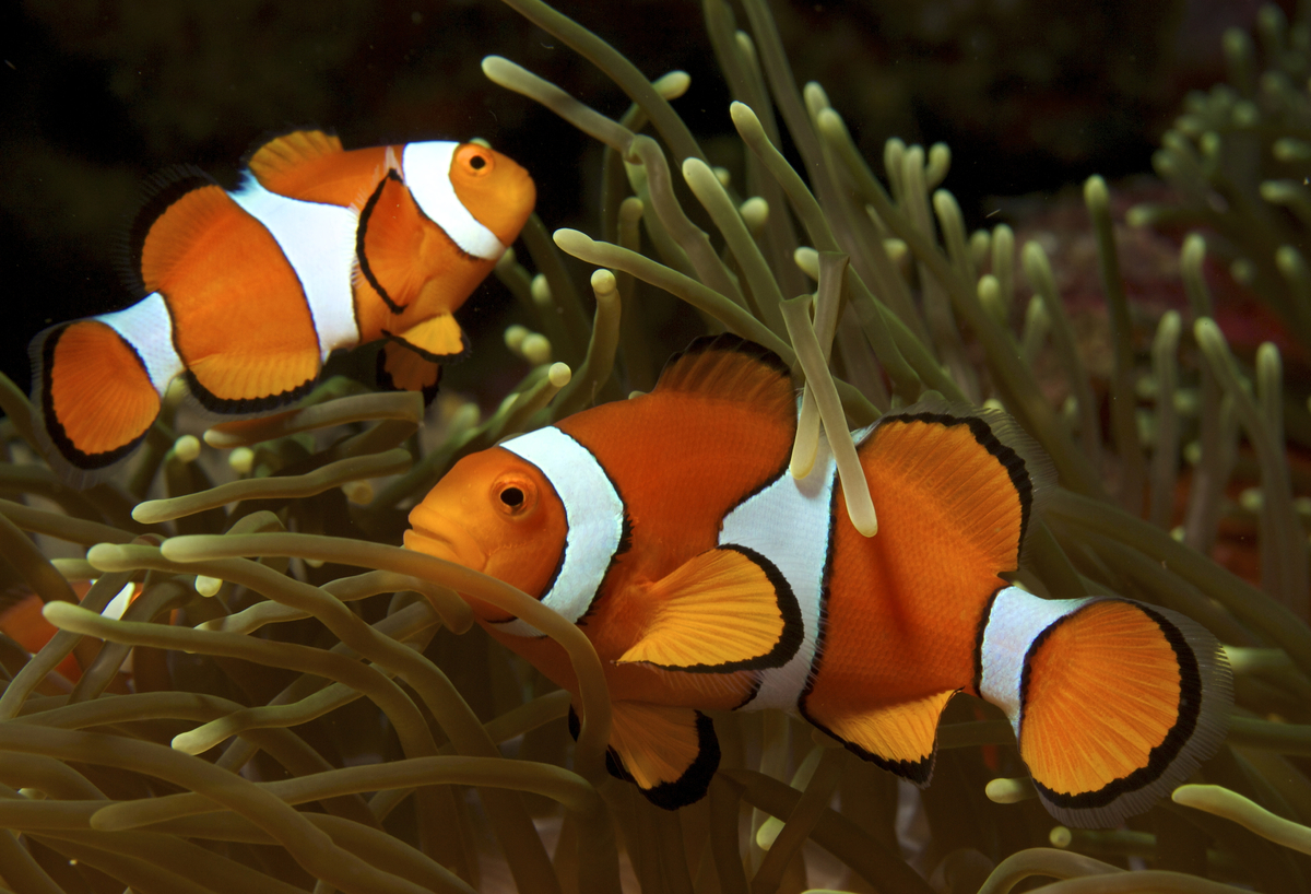 Clownfish in a reef aquarium