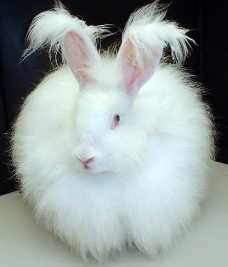 Fluffy white rabbit