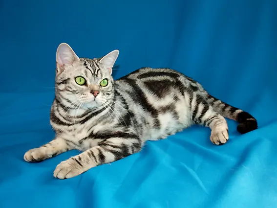 American Shorthair Cat Insurance: Costs & Best Plans illustration