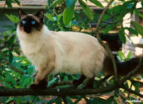 How to Adopt a Balinese Cat: Rescue Guide illustration