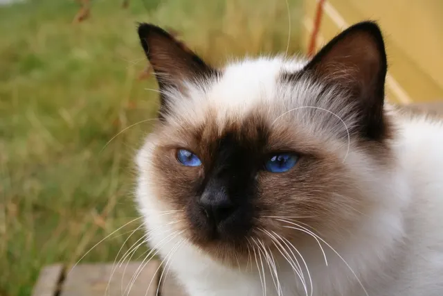 Birman Cat Insurance: Costs & Best Plans illustration