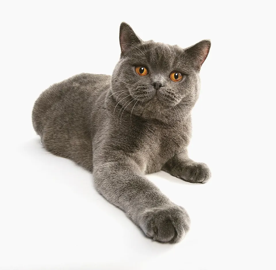 British Shorthair Cat Insurance: Costs & Best Plans illustration