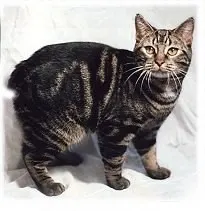 Manx Cat Lifespan & Longevity Guide illustration