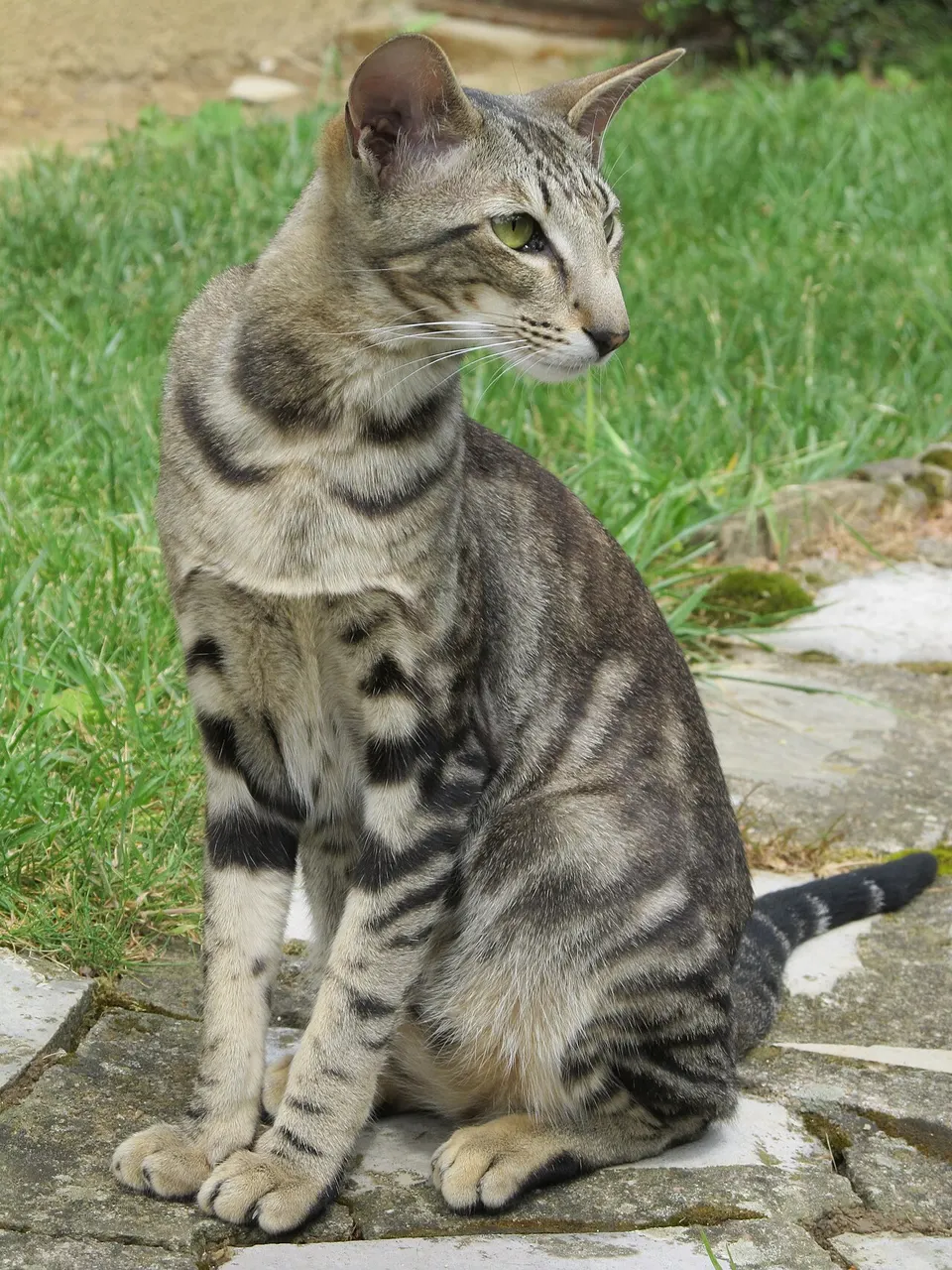 How to Adopt an Oriental Shorthair Cat: Rescue Guide illustration