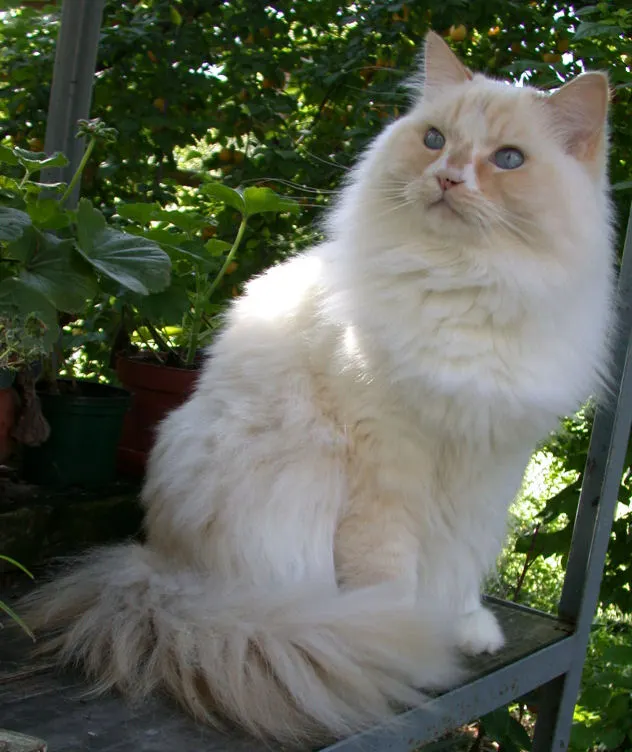 Ragamuffin Cat Indoor Living Guide illustration