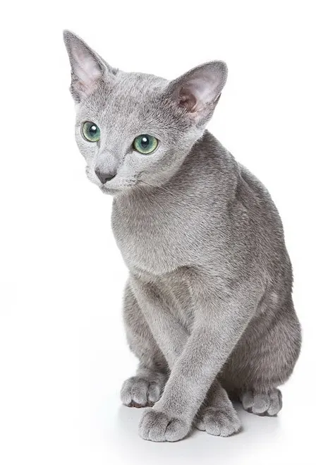 Russian Blue Cat Indoor Living Guide illustration