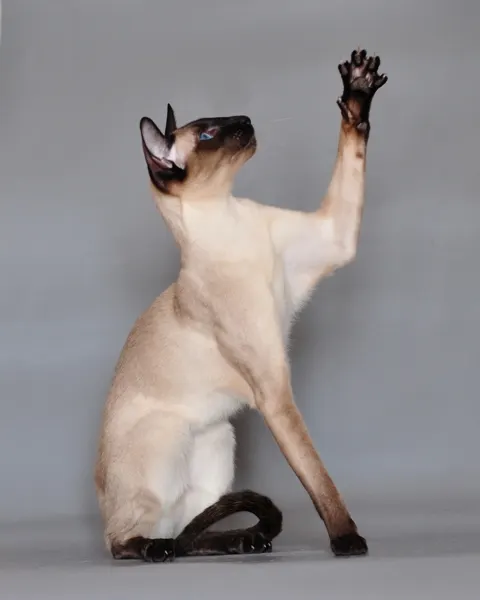 Are Siamese Cats Good with Kids? illustration