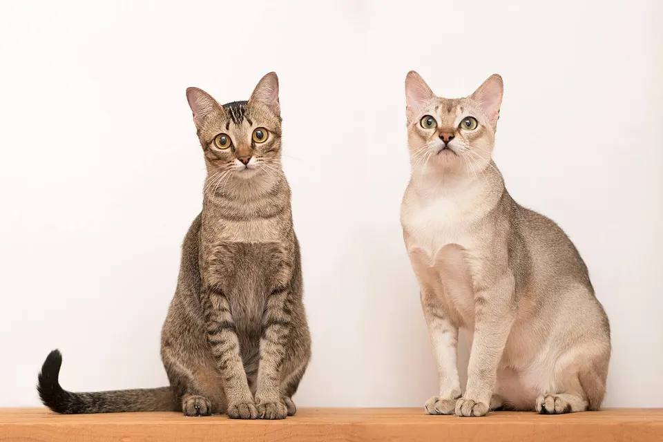 How to Adopt a Singapura Cat: Rescue Guide illustration