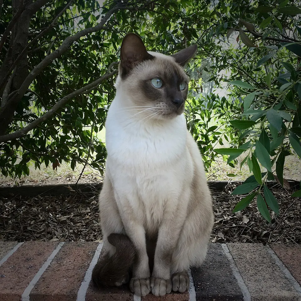 How to Adopt a Tonkinese Cat: Rescue Guide illustration