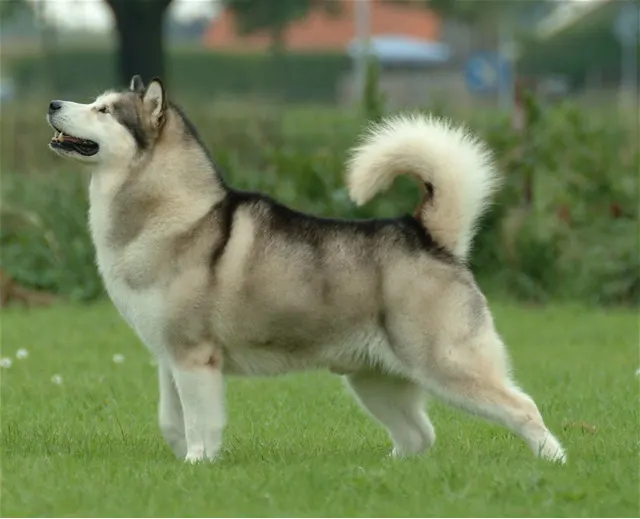 Alaskan Malamute Grooming Guide: Coat Care & Tips illustration