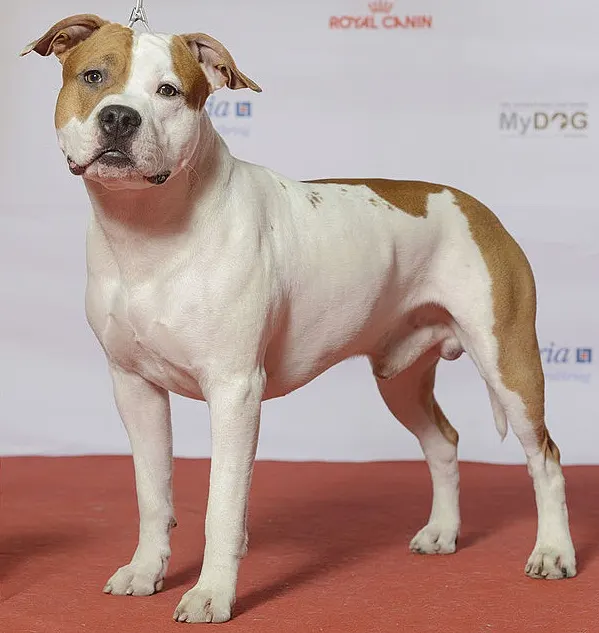 American Staffordshire Terrier exercise & Fitness Guide illustration