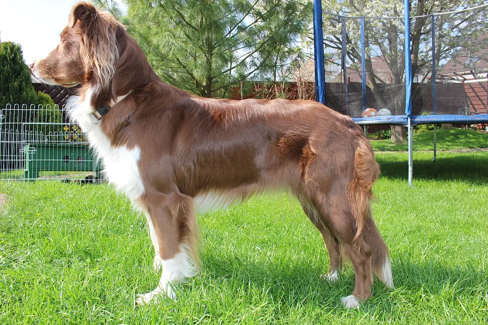 Australian Shepherd exercise & Fitness Guide illustration