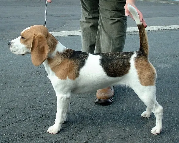 How to Adopt a Beagle: Rescue Guide illustration