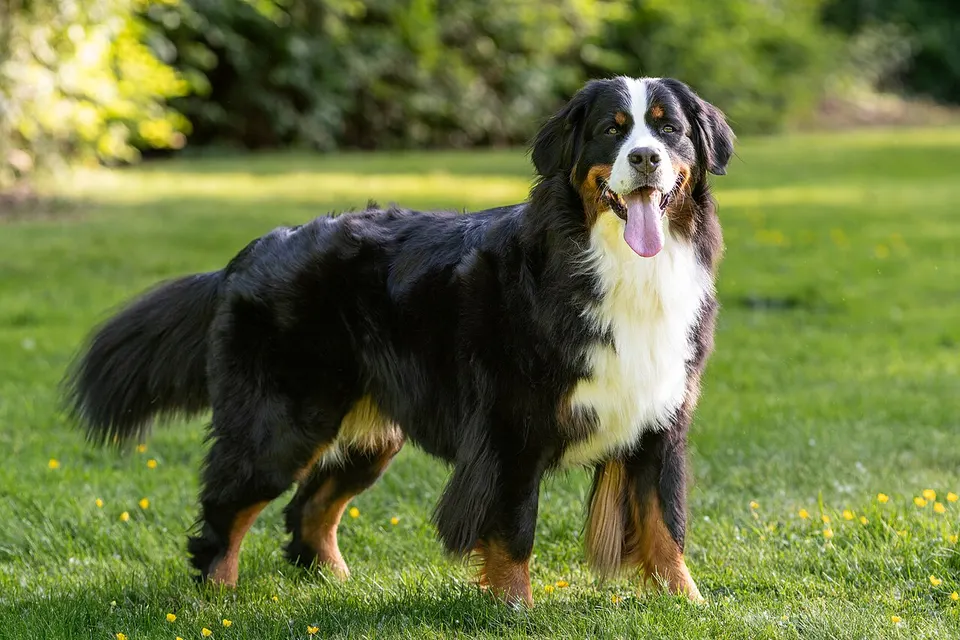 How to Adopt a Bernese Mountain Dog: Rescue Guide illustration