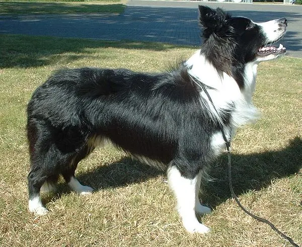 How to Adopt a Border Collie: Rescue Guide illustration