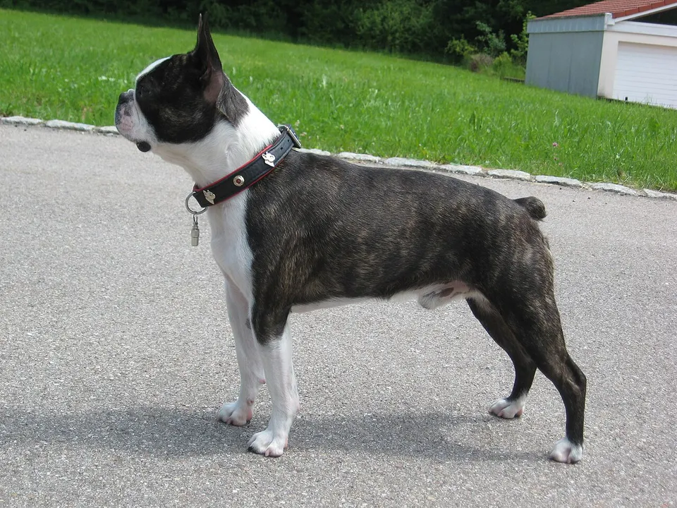How Big Do Boston Terriers Get? Size & Growth Guide illustration