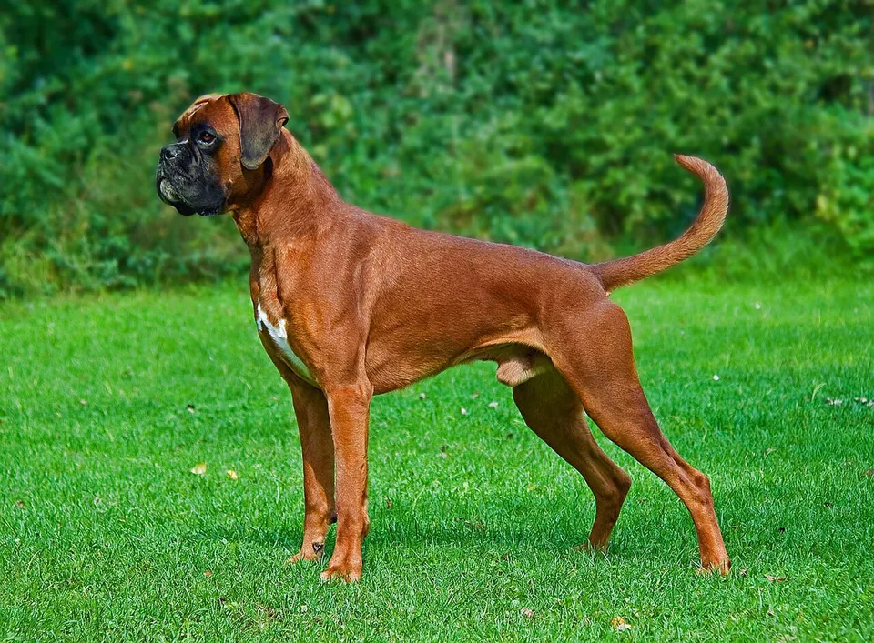 How to Adopt a Boxer: Rescue Guide illustration