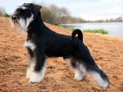 How to Adopt a Miniature Schnauzer: Rescue Guide illustration