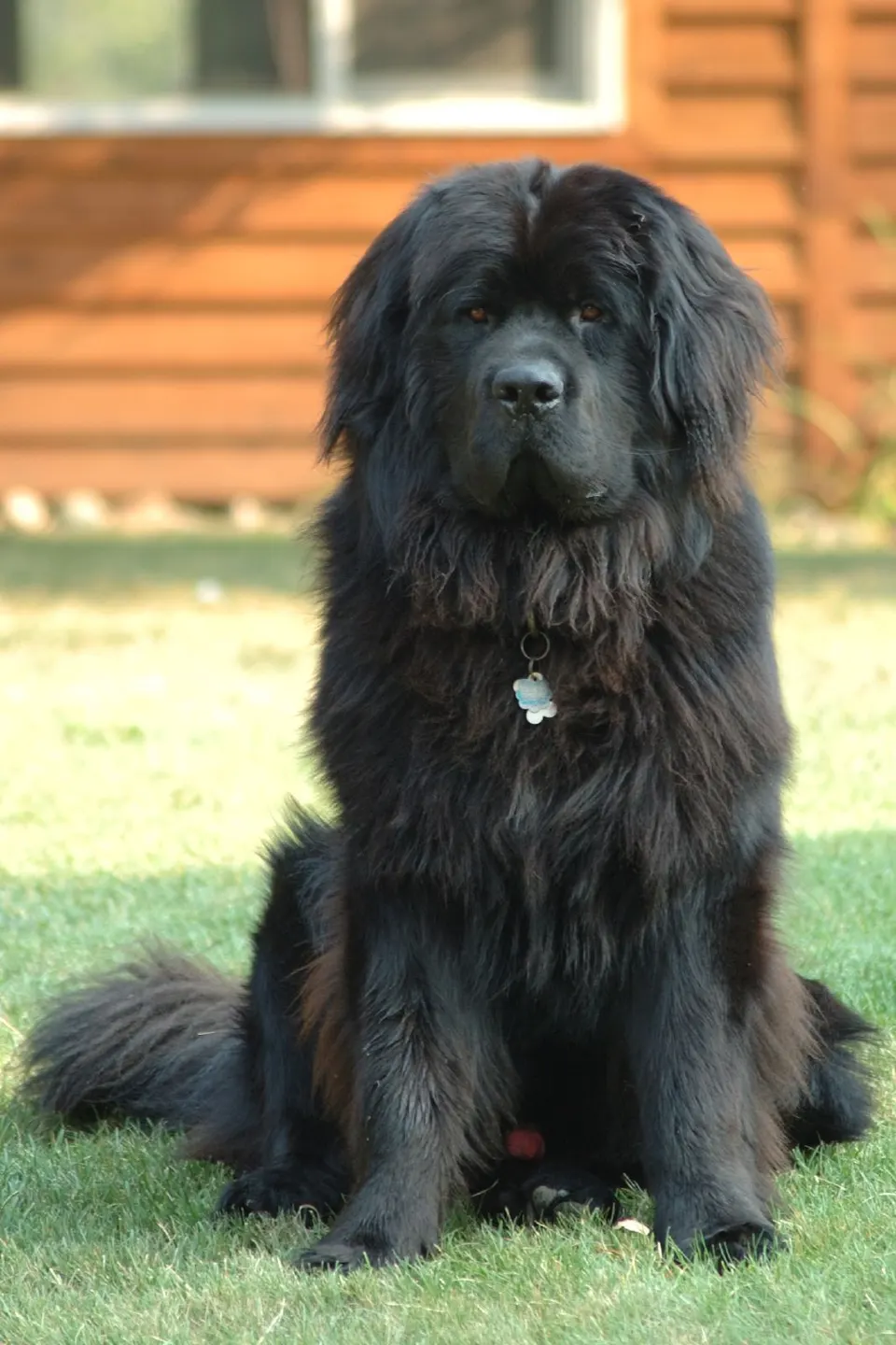 Newfoundland Shedding: Management & Grooming Tips illustration