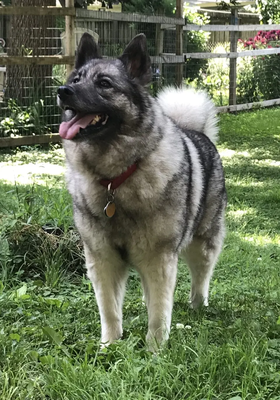 How Big Do Norwegian Elkhounds Get? Size & Growth Guide illustration