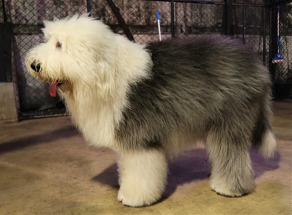 How Big Do Old English Sheepdogs Get? Size & Growth Guide illustration