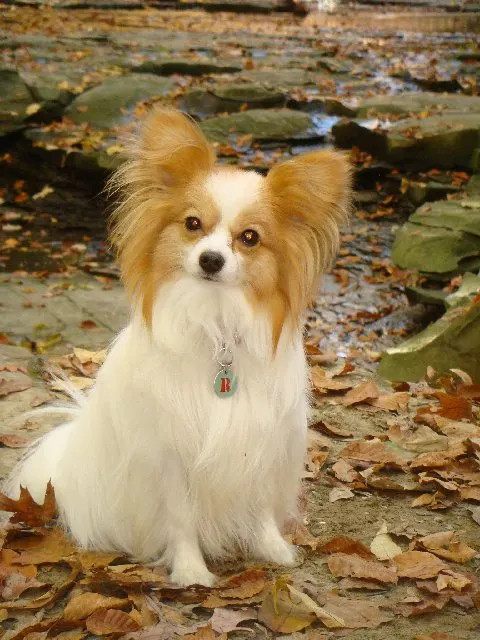 How to Train a Papillon: Complete Guide illustration