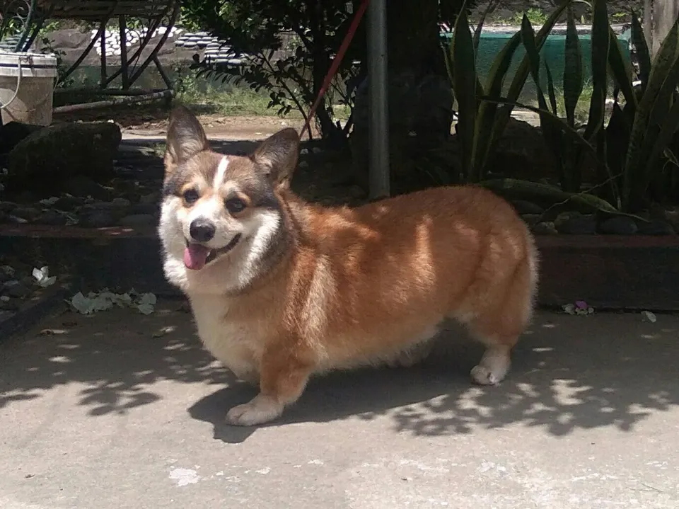 How to Adopt a Pembroke Welsh Corgi: Rescue Guide illustration