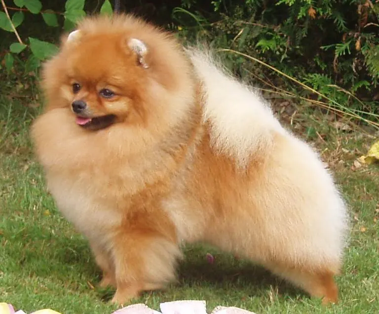 Pomeranian exercise & Fitness Guide illustration
