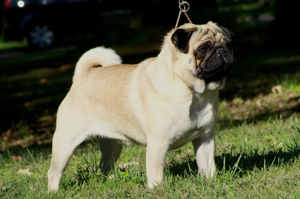 How to Adopt a Pug: Rescue Guide illustration