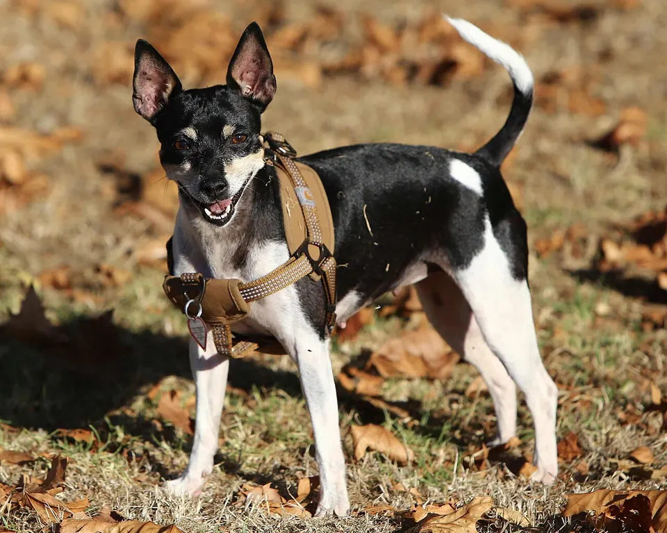 Rat Terrier exercise & Fitness Guide illustration