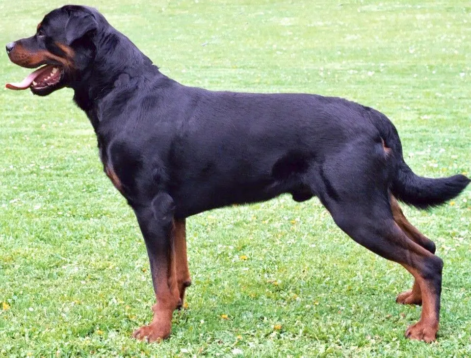 How Big Do Rottweilers Get? Size & Growth Guide illustration