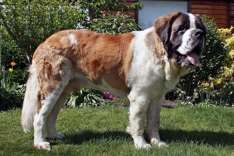 How Big Do St. Bernards Get? Size & Growth Guide illustration