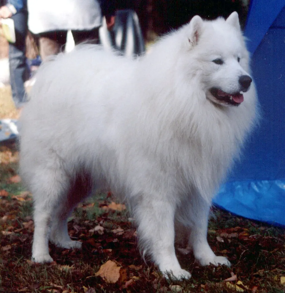 How to Adopt a Samoyed: Rescue Guide illustration
