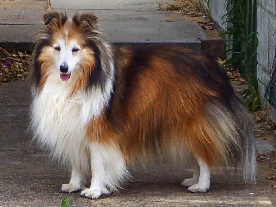 How to Adopt a Shetland Sheepdog: Rescue Guide illustration