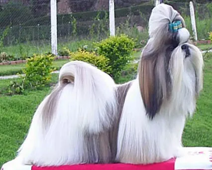 How Big Do Shih Tzus Get? Size & Growth Guide illustration