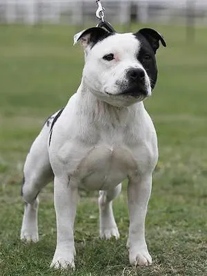 Bulldog vs Staffordshire Bull Terrier: Breed Comparison illustration