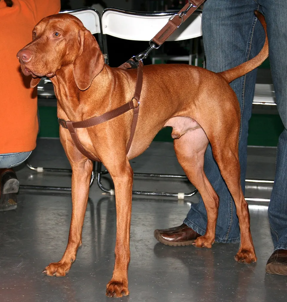 Vizsla exercise & Fitness Guide illustration