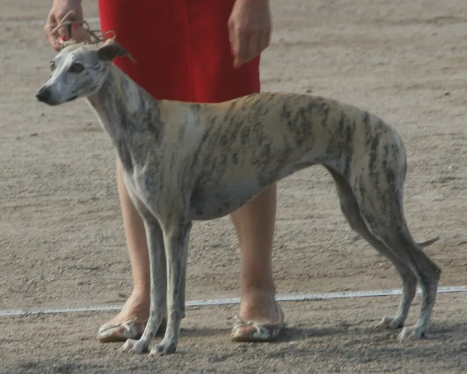 Whippet Puppy Guide: First Year Care illustration