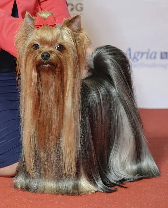 How Big Do Yorkshire Terriers Get? Size & Growth Guide illustration